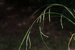 White edge sedge